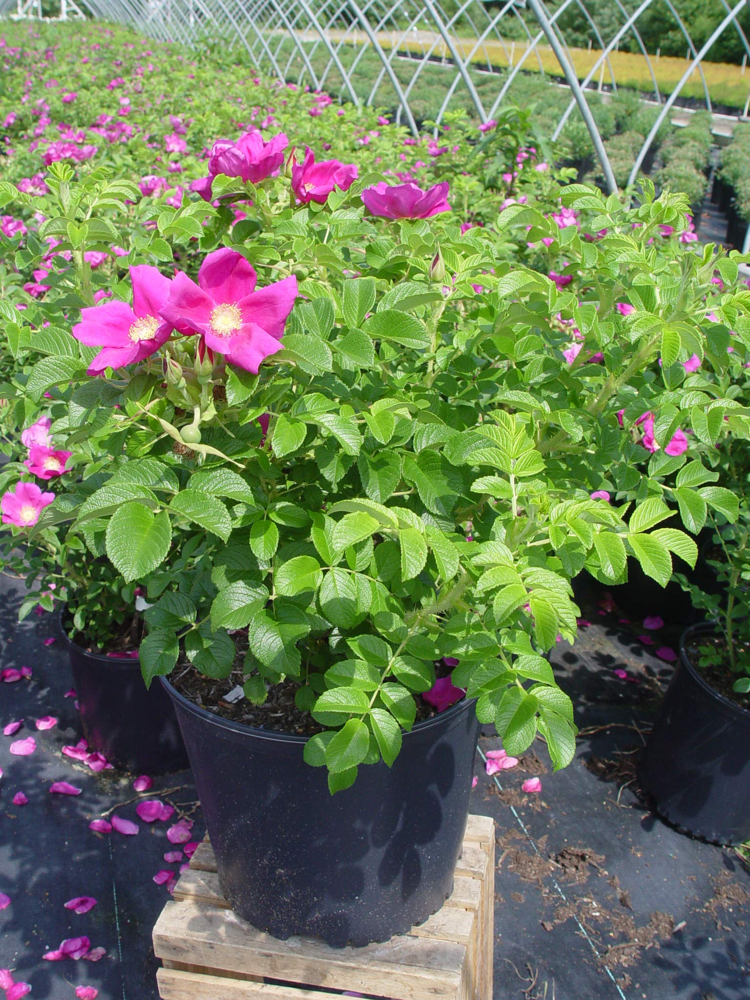 Amazon.com: Rosa rugosa (Rugosa Rose) Rose, pink flowers, #3